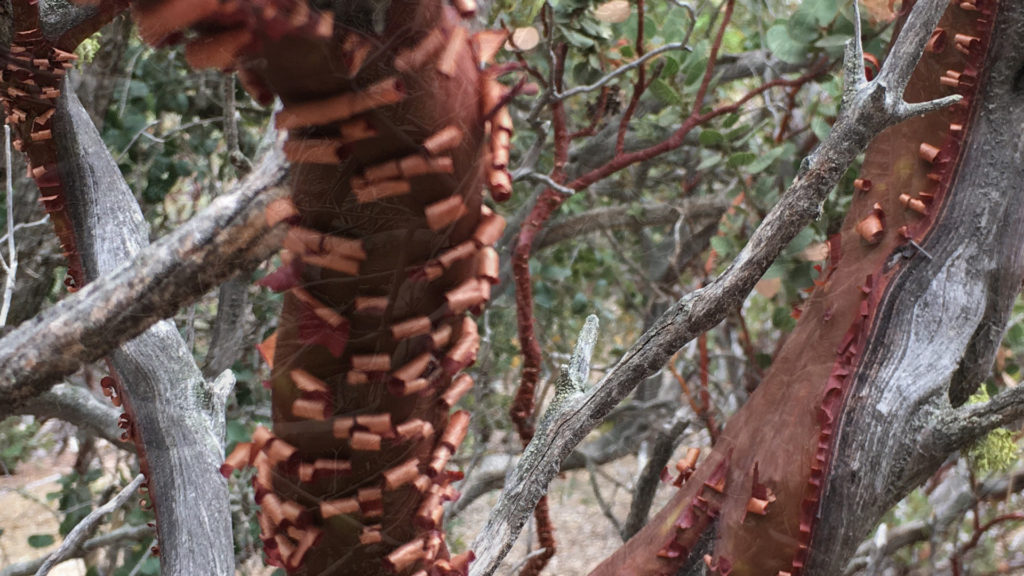 Manzanita Tree - Detail. Ruth and Rick Meghiddo. All Rights Reserved